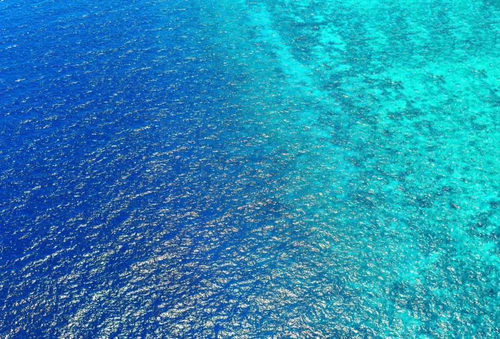 Rantai Makanan di Laut