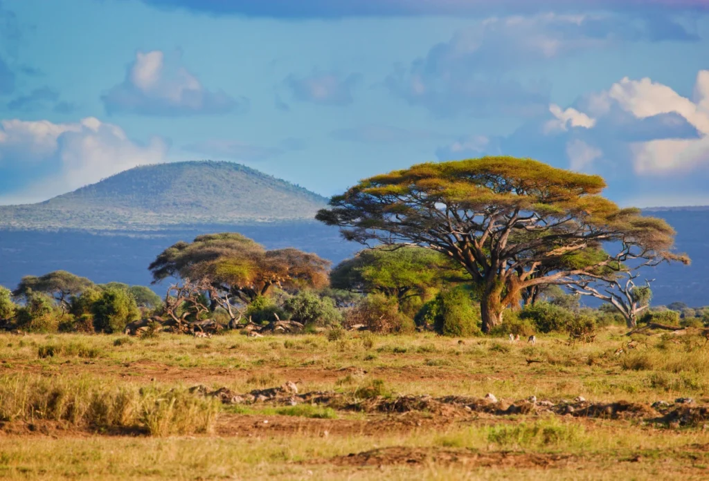 Rantai Makanan di Savana