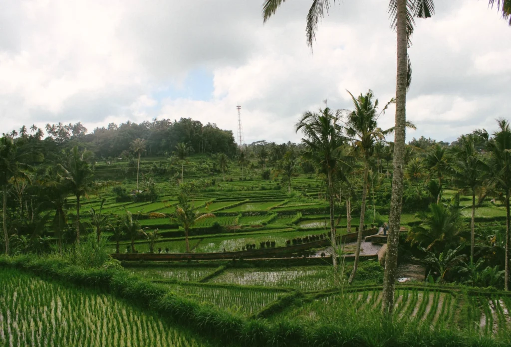 Rantai Makanan di Sawah