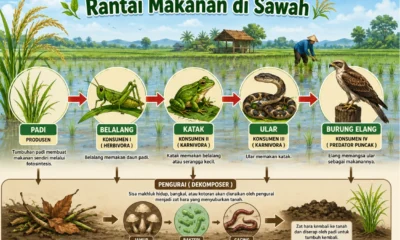 Rantai Makanan di Sawah, Beserta Penjelasan dan Gambarnya