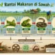 Rantai Makanan di Sawah, Beserta Penjelasan dan Gambarnya