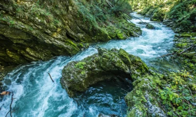 Rantai Makanan di Sungai Pengertian, Urutan, hingga Contohnya