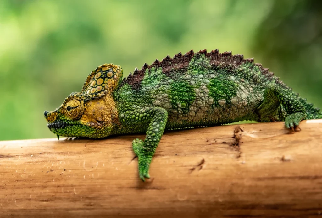 Reptil