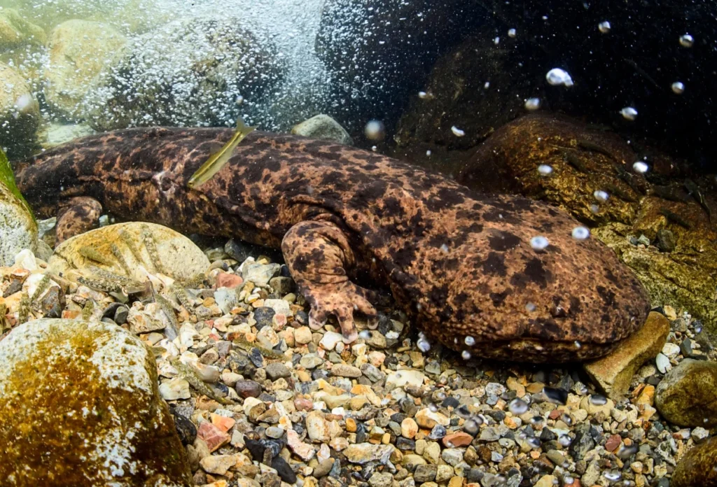 Salamander Raksasa China