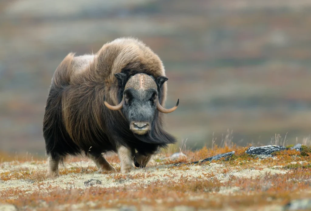 Sapi Musk