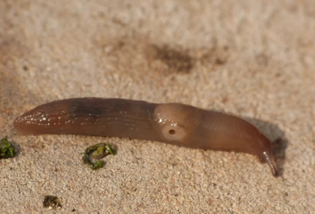 Siput Gelandangan (Deroceras invadens).