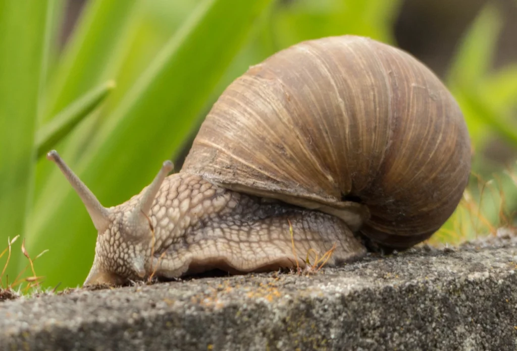 Siput berjalan di atas batu
