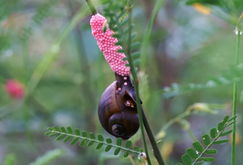 Siput bisa membuahi telurnya sendiri tanpa perlu pasangan