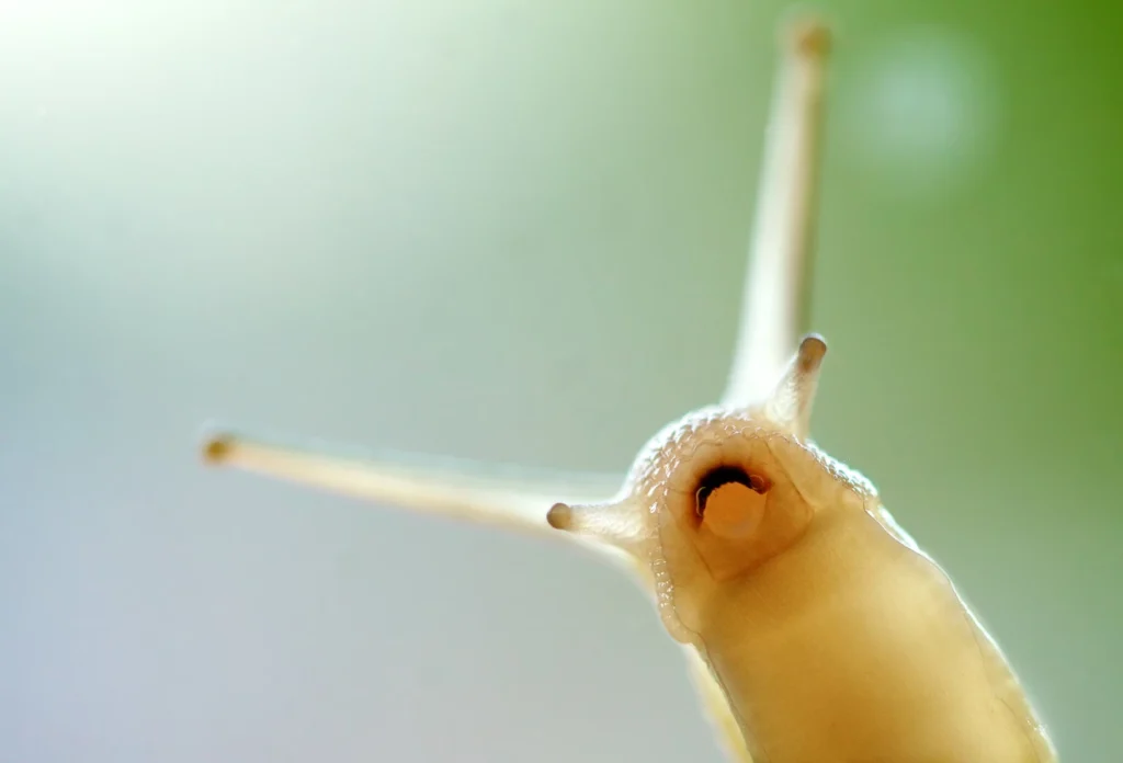 Siput memiliki ribuan gigi