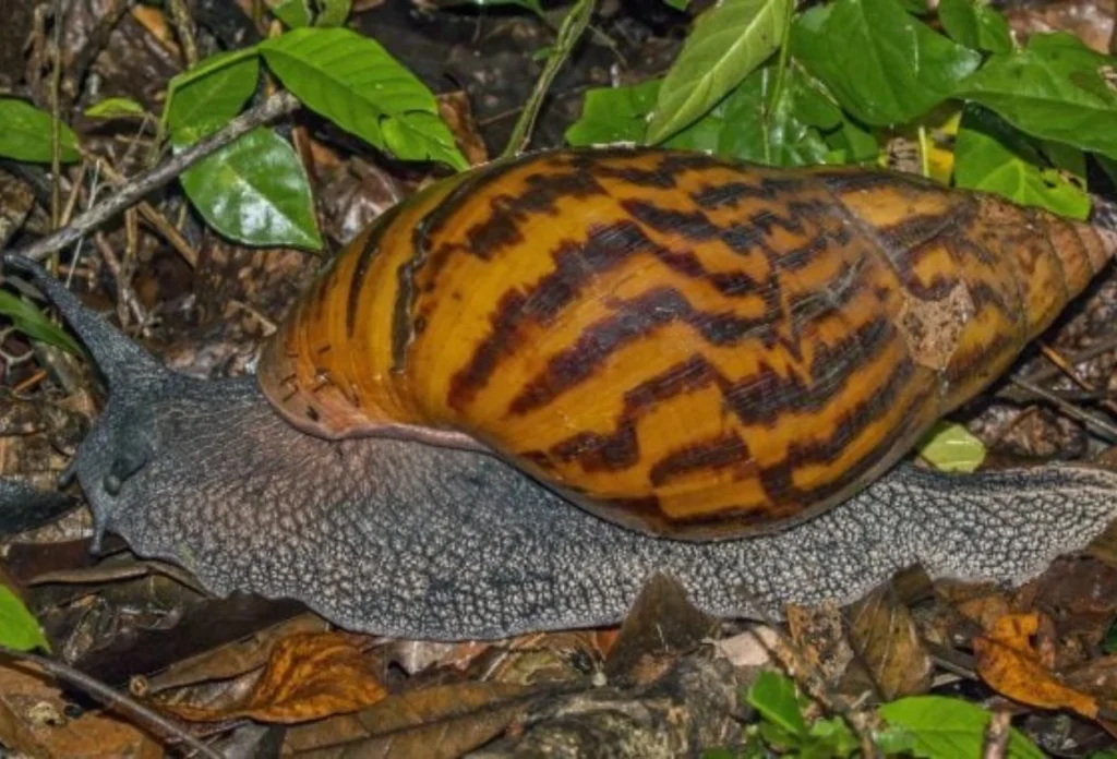Siput tanah Afrika raksasa (Achatina achatina)