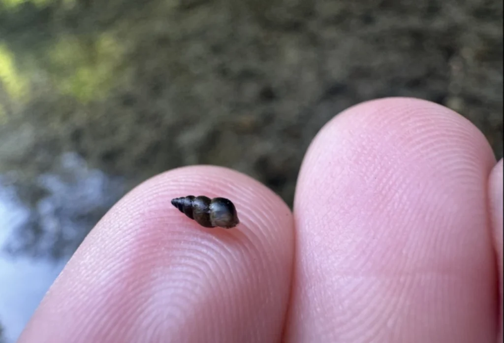 Siput terkecil di dunia, New Zealand Mud Snail