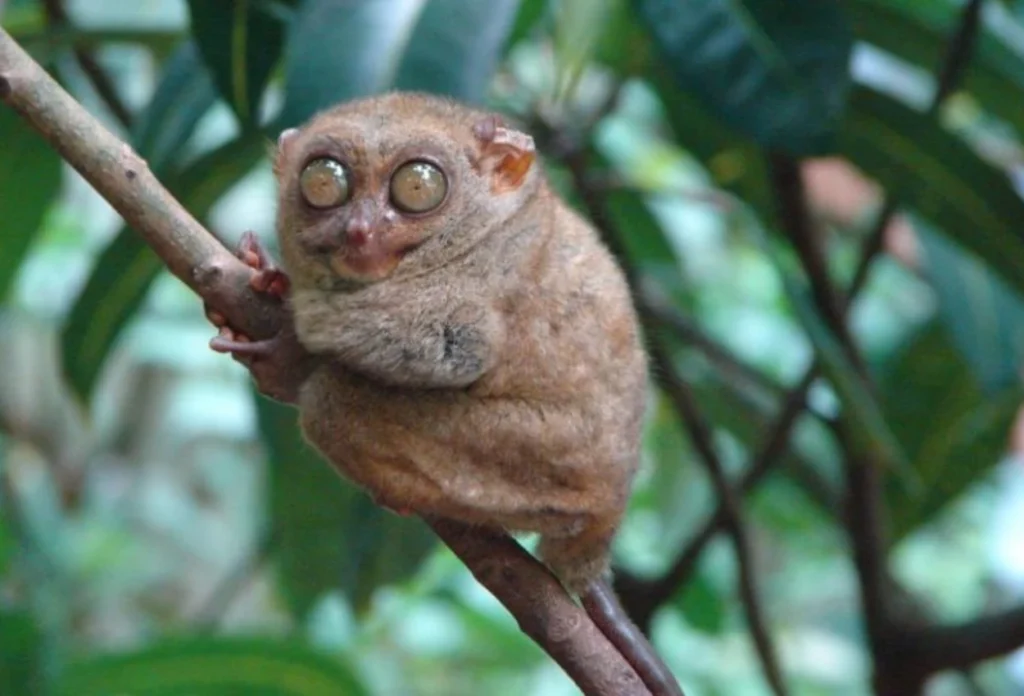 Tarsius Kerdil (Tarsius Pumilus)