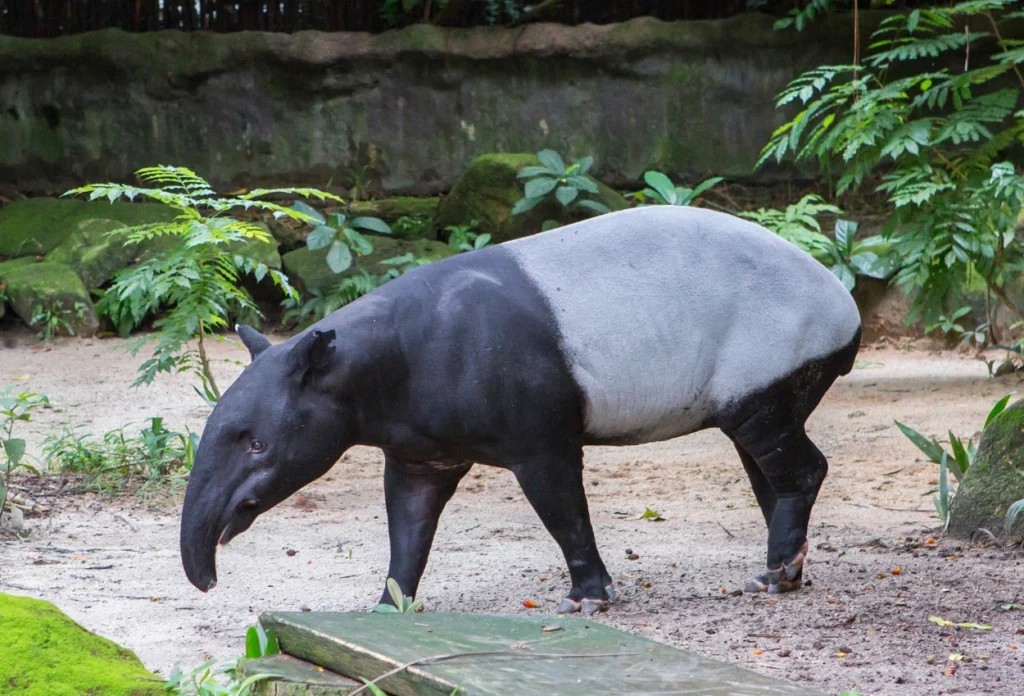 Tenuk (Tapir)