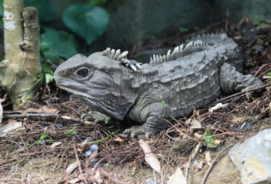 Tuatara