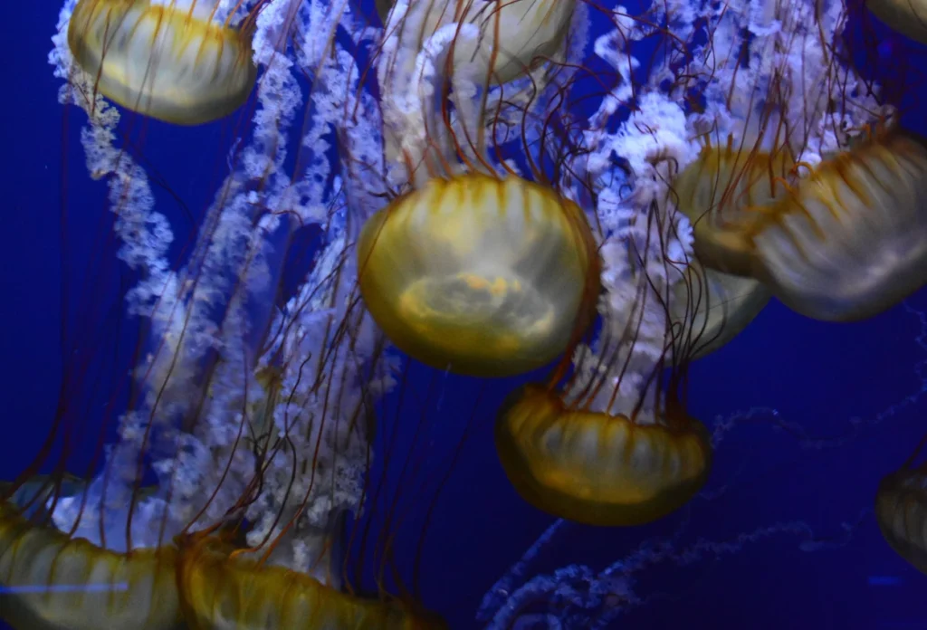 Ubur Ubur Telah Ada di Laut Sejak Ratusan Juta Tahun
