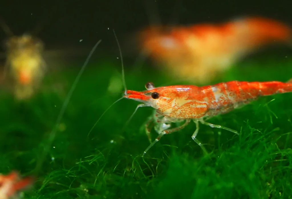 Udang di perairan