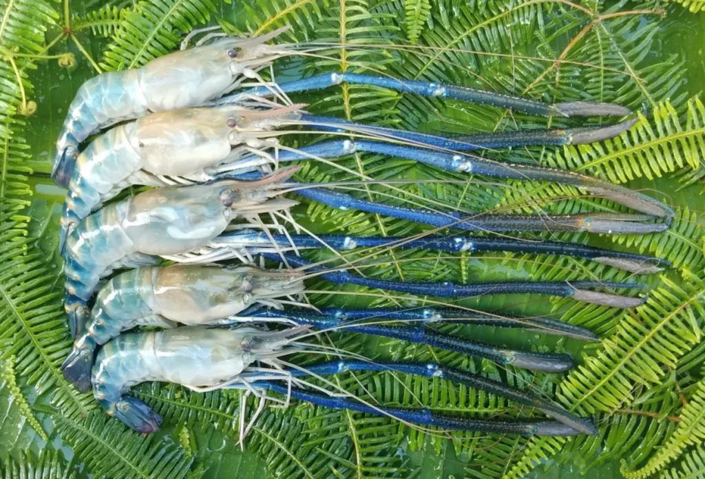 Udang galah (Macrobrachium rosenbergii)