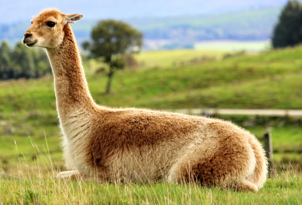 Vicuna