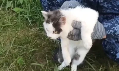 Viral Kucing Gemas Ini jadi Kurir Narkoba di Lapas, Muka Polosnya Bikin Salfok