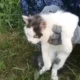 Viral Kucing Gemas Ini jadi Kurir Narkoba di Lapas, Muka Polosnya Bikin Salfok