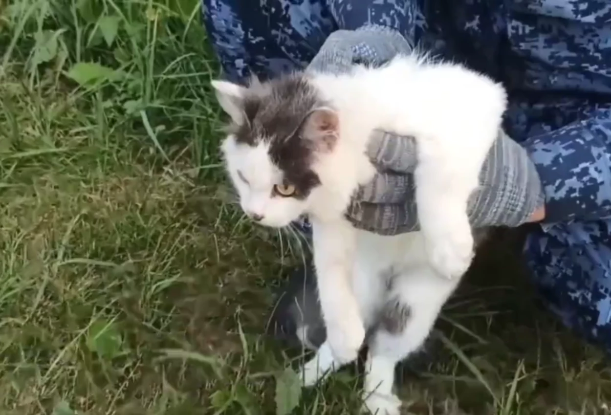 Viral Kucing Gemas Ini jadi Kurir Narkoba di Lapas, Muka Polosnya Bikin Salfok