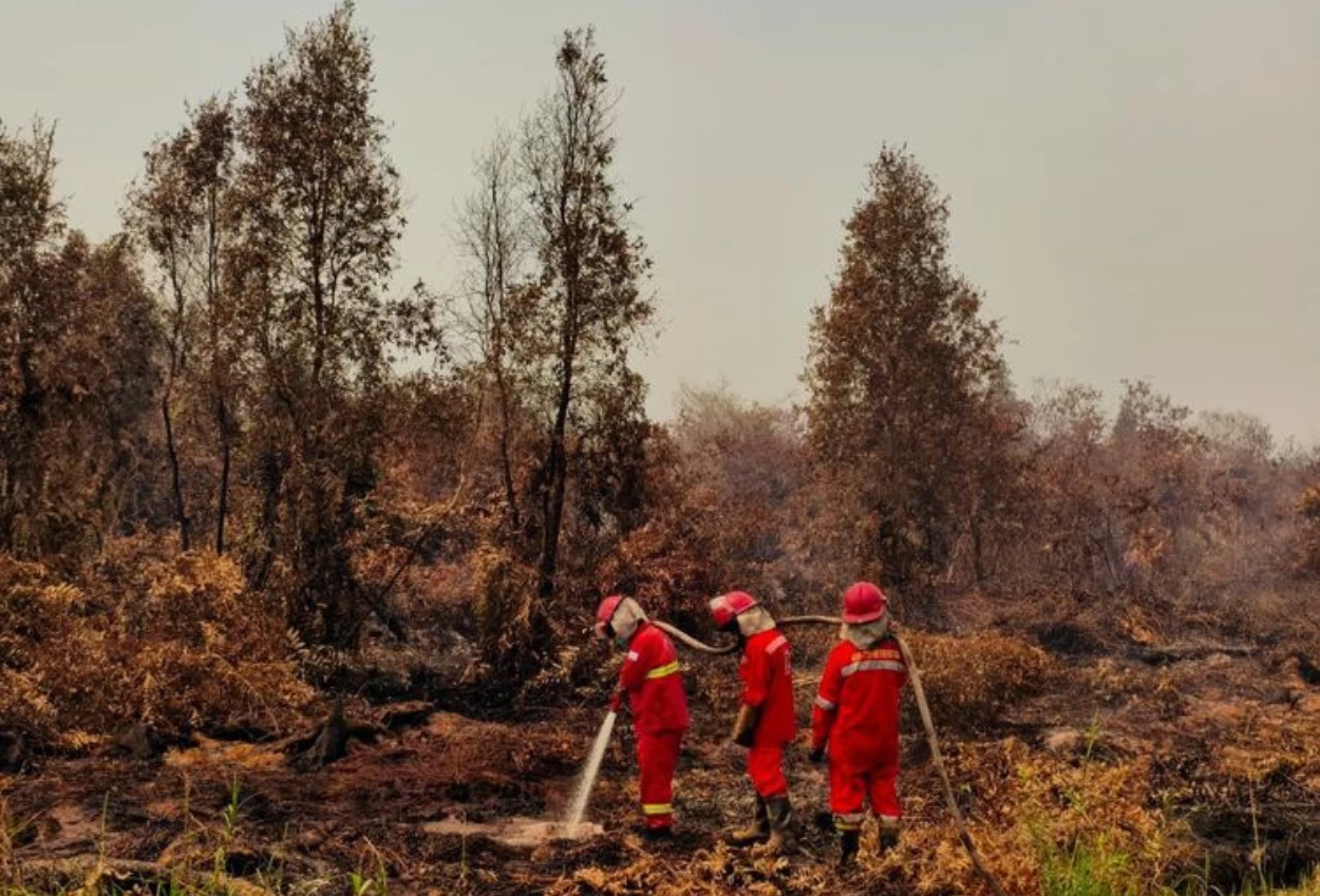 Karhutla Kalimantan Ini Daftar Wilayah yang Terdampak