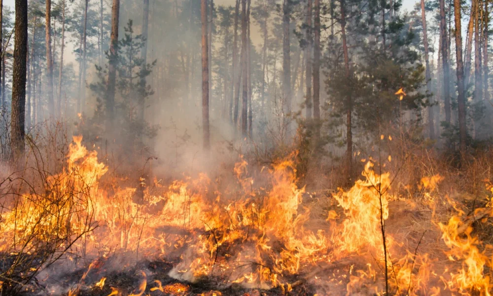 Karhutla di Papua 2.496 Hektare Lahan Terbakar, Fakfak Paling Parah