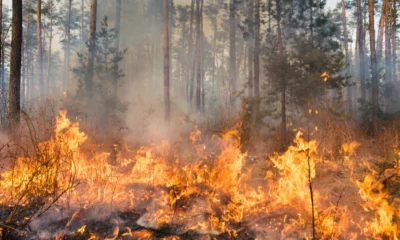 Karhutla di Papua 2.496 Hektare Lahan Terbakar, Fakfak Paling Parah