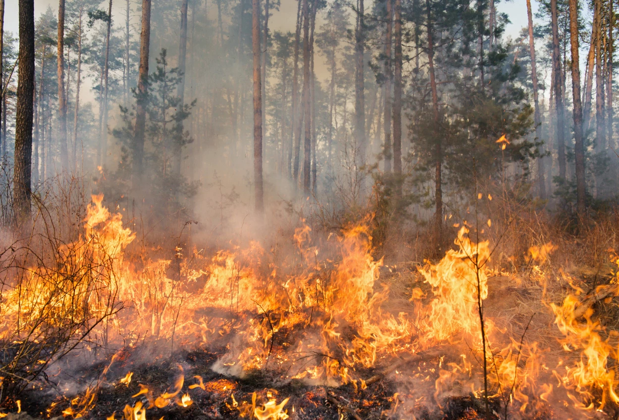 Karhutla di Papua 2.496 Hektare Lahan Terbakar, Fakfak Paling Parah