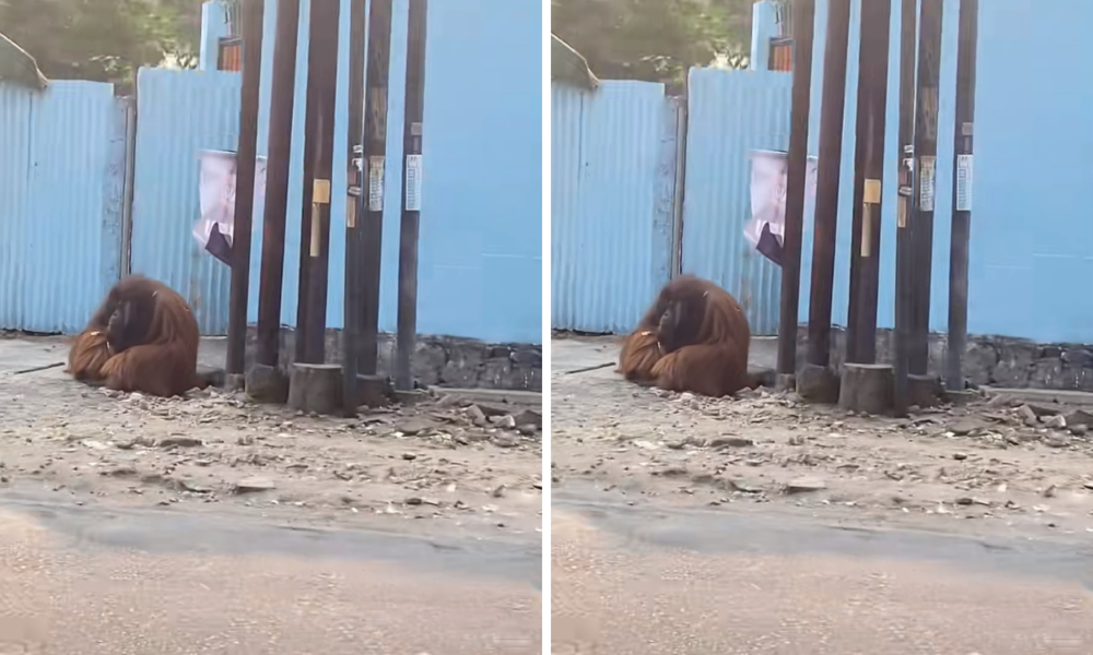 Orang Utan Solo Safari Lepas, Lepas Sendiri Pengamanan Berlapis