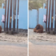 Orang Utan Solo Safari Lepas, Lepas Sendiri Pengamanan Berlapis