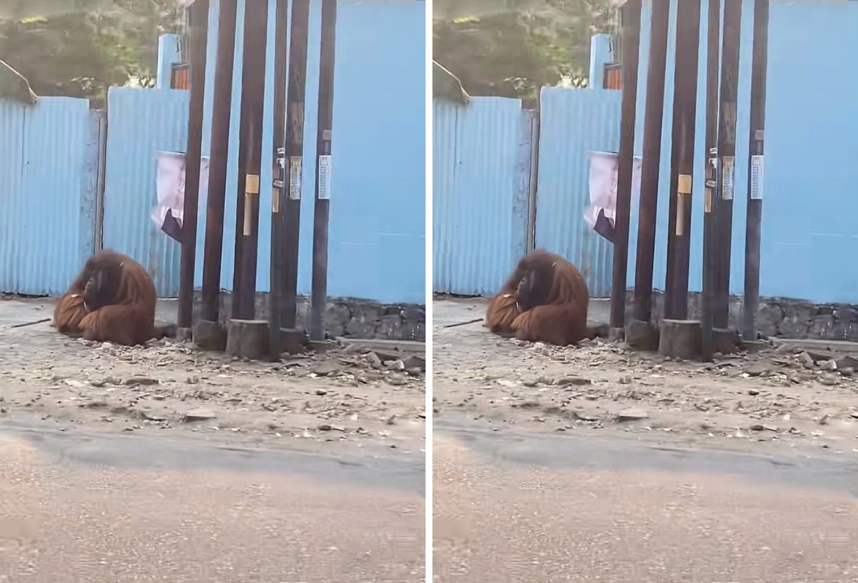 Orang Utan Solo Safari Lepas, Lepas Sendiri Pengamanan Berlapis