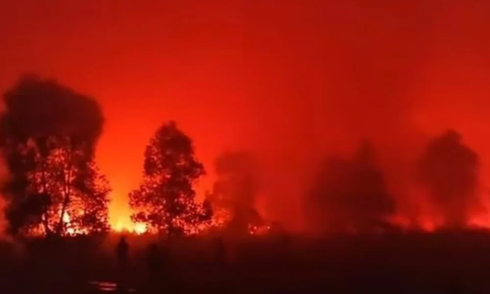 Taman Nasional Way Kambas di Lampung Timur Terbakar