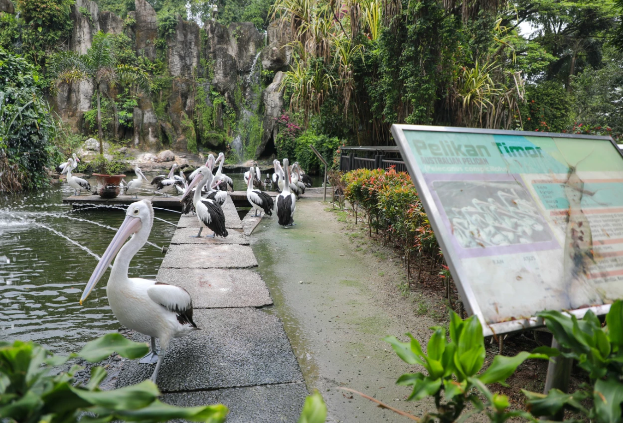 Harga Tiket Ragunan Weekend untuk Anak Anak dan Dewasa