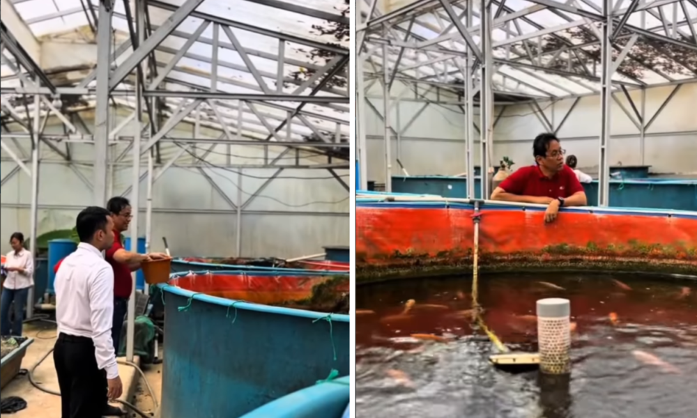 Hari Kedua Tak Lagi jadi Menkeu, Ini Momen Purbaya Asyik Kasih Makan Ikan