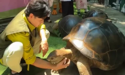 Kura Kura Aldabra jadi Koleksi Baru Kebun Raya Surabaya, Beratnya Capai 109 kg