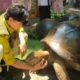Kura Kura Aldabra jadi Koleksi Baru Kebun Raya Surabaya, Beratnya Capai 109 kg