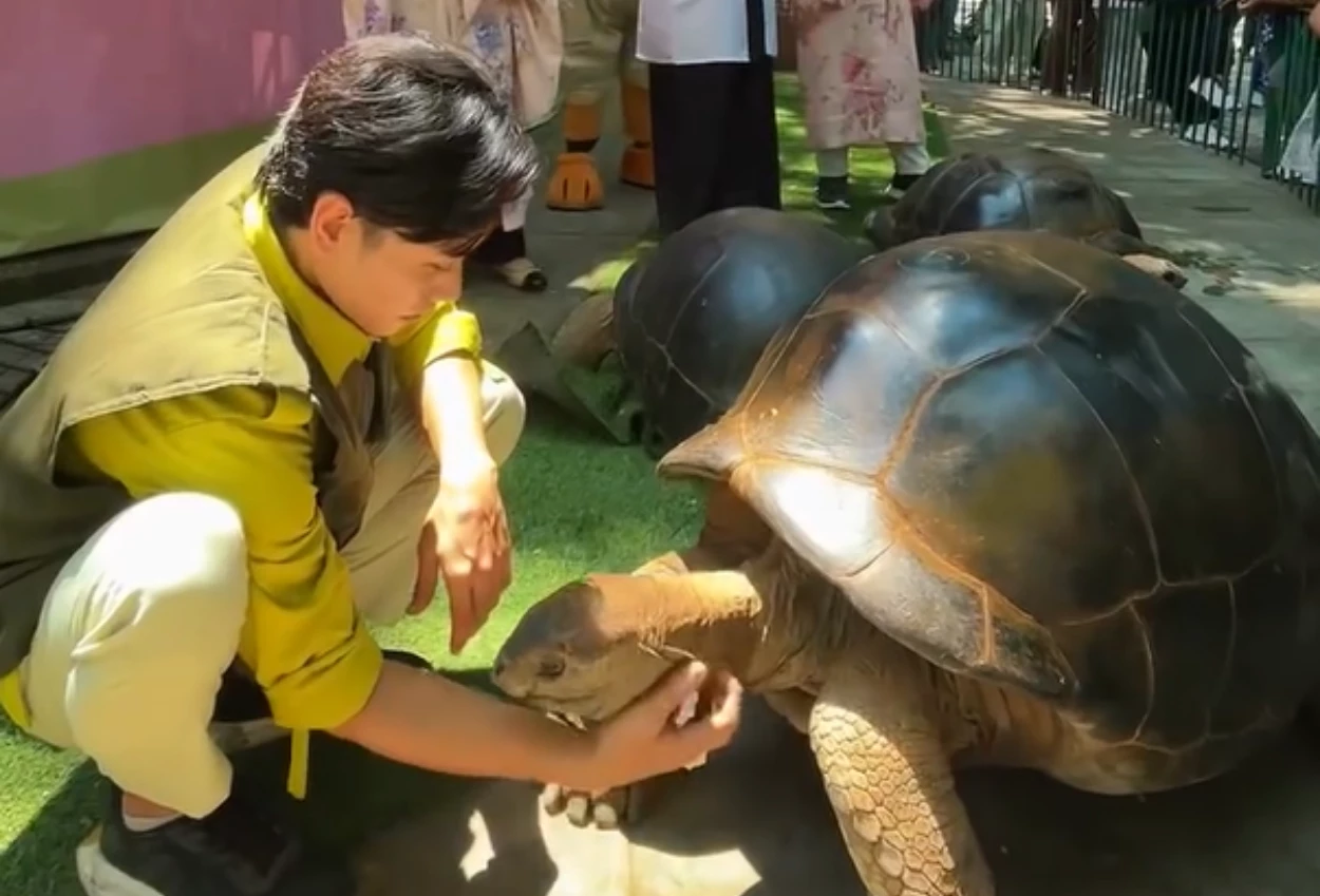 Kura Kura Aldabra jadi Koleksi Baru Kebun Raya Surabaya, Beratnya Capai 109 kg