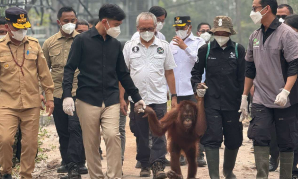Momen Wapres Gibran Gandeng Orangutan Kalimantan, Pastikan Penanganan Satwa Optimal