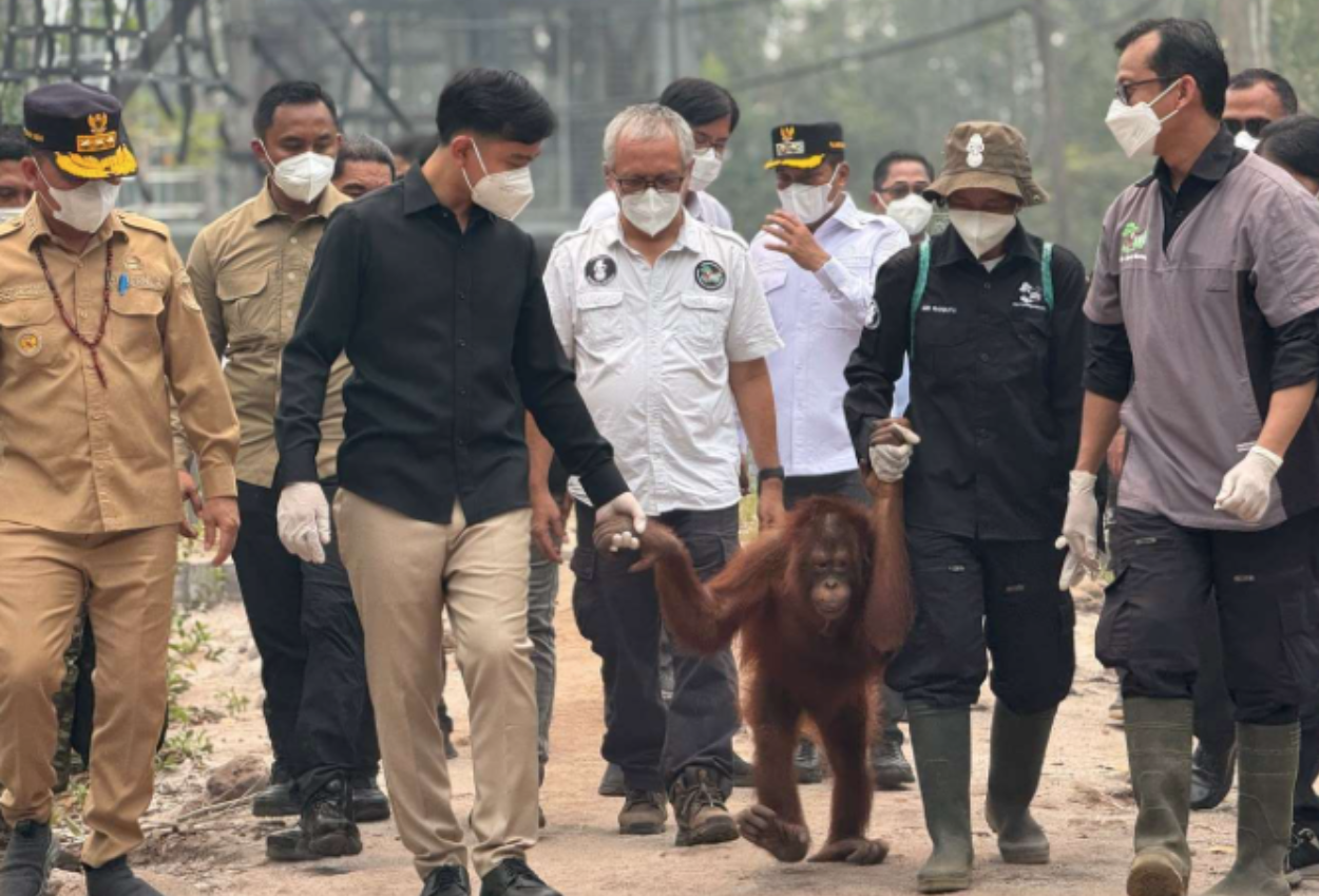 Momen Wapres Gibran Gandeng Orangutan Kalimantan, Pastikan Penanganan Satwa Optimal