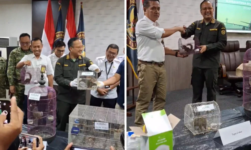 Viral! Penumpang Selundupkan Anak Monyet hingga Tupai di Bagasi Pesawat