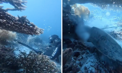 WNA China Bunuh Penyu dan Dijadikan Santapan di Raja Ampat, Papua