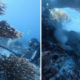 WNA China Bunuh Penyu dan Dijadikan Santapan di Raja Ampat, Papua