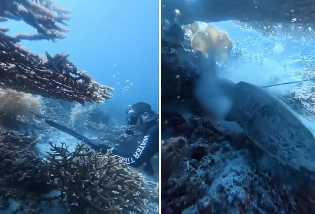 WNA China Bunuh Penyu dan Dijadikan Santapan di Raja Ampat, Papua