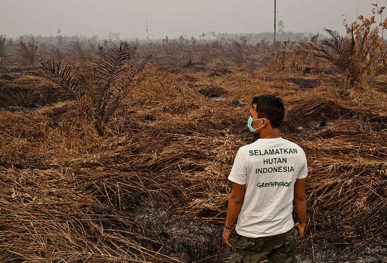 Arti Greenpeace Pengertian, Tujuan, dan Perannya dalam Melindungi Lingkungan