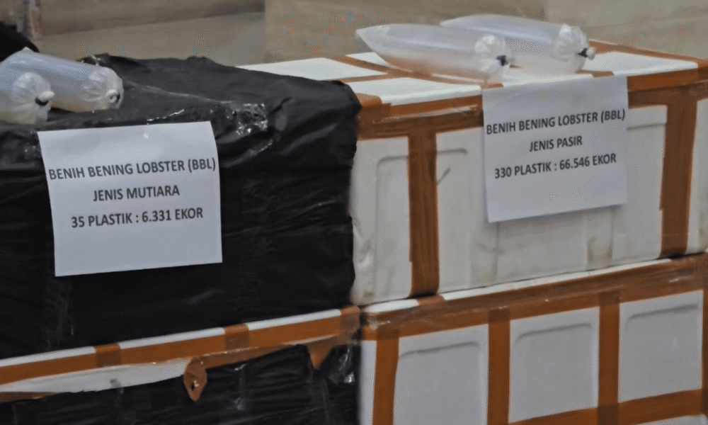 Bareskrim Gagalkan Penyelundupan 73 Ribu Benih Lobster Senilai Rp5,8 Miliar ke Vietnam