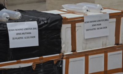 Bareskrim Gagalkan Penyelundupan 73 Ribu Benih Lobster Senilai Rp5,8 Miliar ke Vietnam