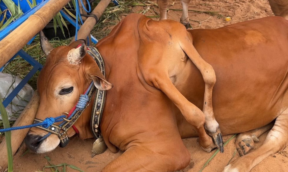 Sapi Berkaki Enam dari Boyolali Raih Juara Piala Presiden di Bogor