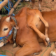 Sapi Berkaki Enam dari Boyolali Raih Juara Piala Presiden di Bogor