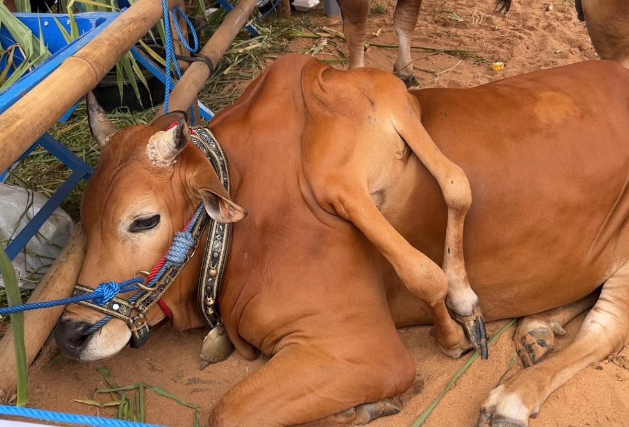 Sapi Berkaki Enam dari Boyolali Raih Juara Piala Presiden di Bogor